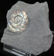 Brilliant Psiloceras Ammonite - England #25814-2